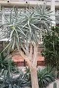 Aloidendron dichotomum, procedente de Namibia