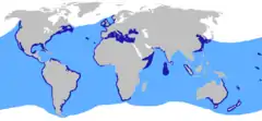 Distribución confirmada (azul oscuro) y sospechada (azul claro) del tiburón azotadorCompagno, L.J.V. (2002). Sharks of the World: An Annotated and Illustrated Catalogue of Shark Species Known to Date (Volume 2) (en inglés). Food and Agriculture Organization of the United Nations. pp.&nbsp;86-88. ISBN&nbsp;92-5-104543-7.&nbsp;