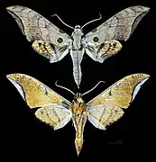 Ambulyx wilemani
