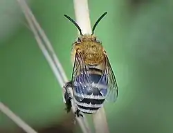 Amegilla zonata