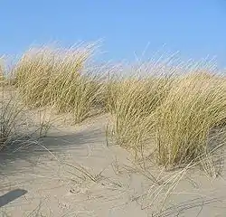 El barrón, la planta más extendida del parque dunar