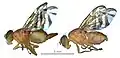 Anastrepha obliqua, hembra y macho