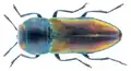 Anthaxia cichorii