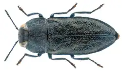 Anthaxia morio