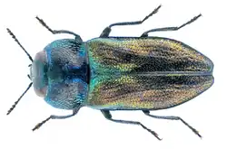 Anthaxia podolica