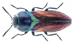 Anthaxia scutellaris