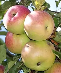 Manzana 'McIntosh' en el árbol.