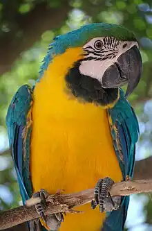 Guacamayo azul y amarillo (Ara ararauna)