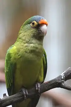 Perico atolero (Eupsittula canicularis)