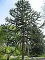 Araucaria de Chile o Desesperación de los monos (Araucaria araucana)