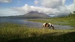 Caballo pastando en la orilla del lago con el volcán Arenal en el fondo.