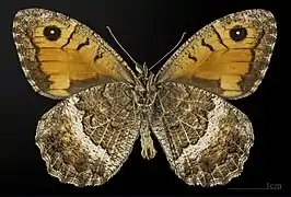 Macho, vista ventral, Museo de Tolosa.
