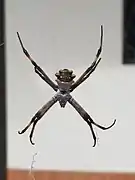 Argiope argentata