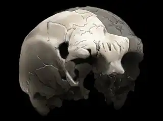 La parte clara del cráneo de la imagen es el resto fósil, siendo la parte oscura una imagen especular. Este es el resto Homo más antiguo de Portugal.