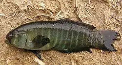 Cinolebia
