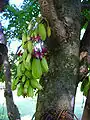 Inflorescencia y frutos de A. bilimbi