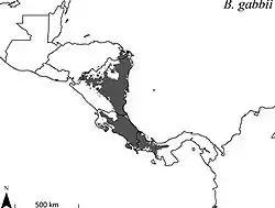 Distribución de B. gabbiiHelgen, K. M.; Pinto, M.; Kays, R.; Helgen, L.; Tsuchiya, M.; Quinn, A.; Wilson, D.; Maldonado, J. (15 de agosto de 2013). «Taxonomic revision of the olingos (Bassaricyon), with description of a new species, the Olinguito». ZooKeys 324: 1-83. doi:10.3897/zookeys.324.5827.&nbsp;