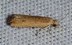 Bactra verutana