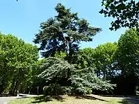Cedros libaneses.