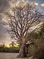 Árbol baobab en la entrada junto al mar
