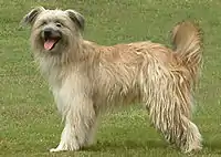Pastor de los Pirineos de pelo largo