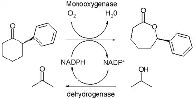 Biocatalytic BV oxidation