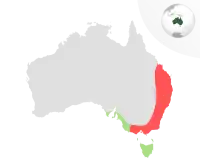 C. f. funereus C. f. xanthanotus