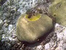 D. labyrinthiformis afectado por la enfermedad de la banda negra.