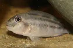 Macho adulto de Steatocranus bleheri Cichlidenwelt.de