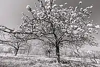 Huerto en primavera en Hesbania