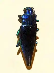 Cyphogastra calepyga