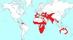 distribución de género
