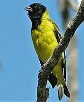 Macho, subespecie magellanicus (nominal), CABA, Argentina.