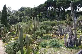 Cactus del jardín