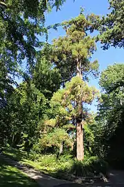 Espécimen de Cryptomeria japonica