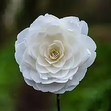 Camellia × williamsii, flor de 81&nbsp;mm de diámetro. Marzo de 2022.