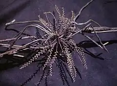 Campylocentrum fasciola
