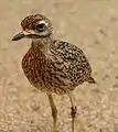 Burhinus capensis