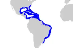 Distribución del tiburón de morro negro