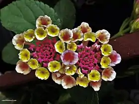 Lantana trifolia