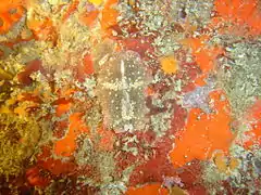 T. brocchii en Gordon's Bay, Ciudad del Cabo.