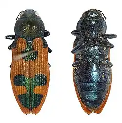 Castiarina hilaris