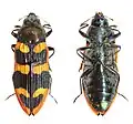 Castiarina punctatosulcata