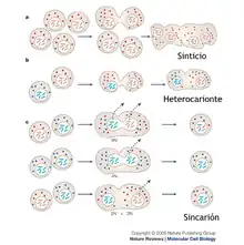 A diagram of cell fusion of various kinds