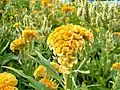 Celosia cristata. Nombre común: Toreador amarillo.