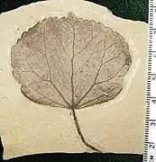 Cercidiphyllum obtritum del Eoceno