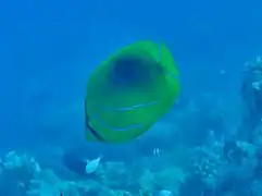 En el atolón Baa, Maldivas