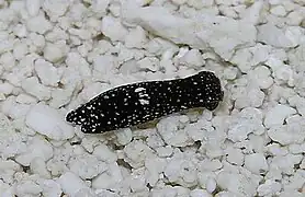 Chelidonura berolina