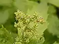Inflorescencia