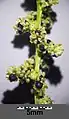 Inflorescencia